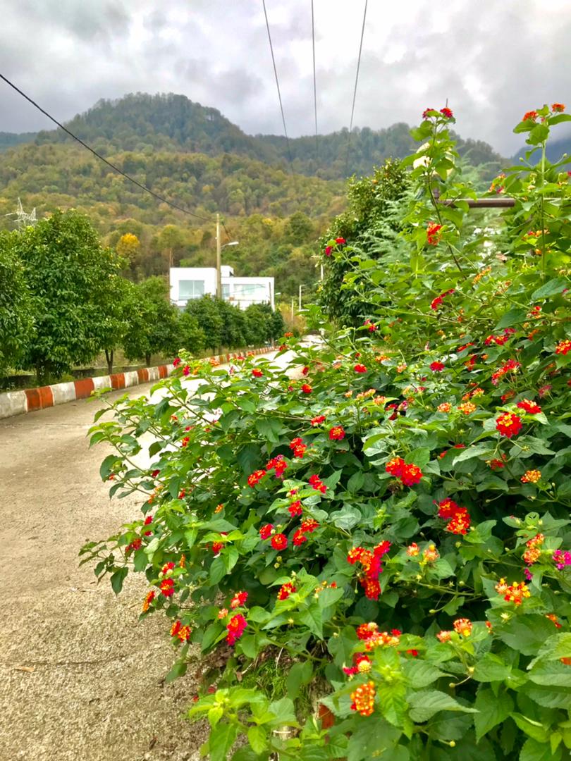   ۵۰۰  متر زمین جنگلی خوش قواره چلندر