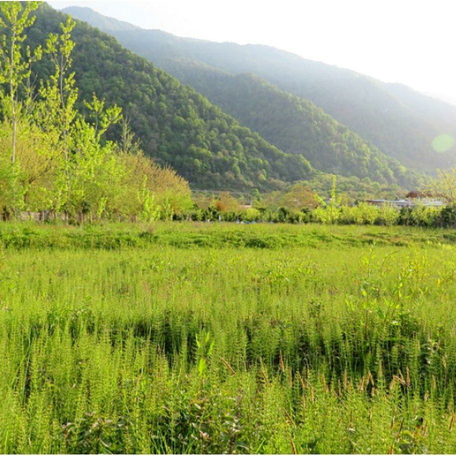 زمین 1000 متری آماده ساخت چلک 