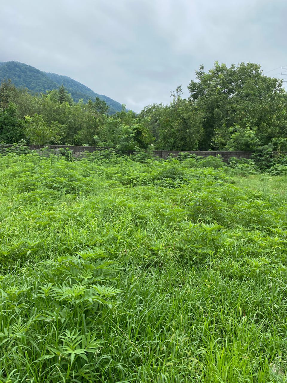 زمین 280 متری جنگلی چلندر 