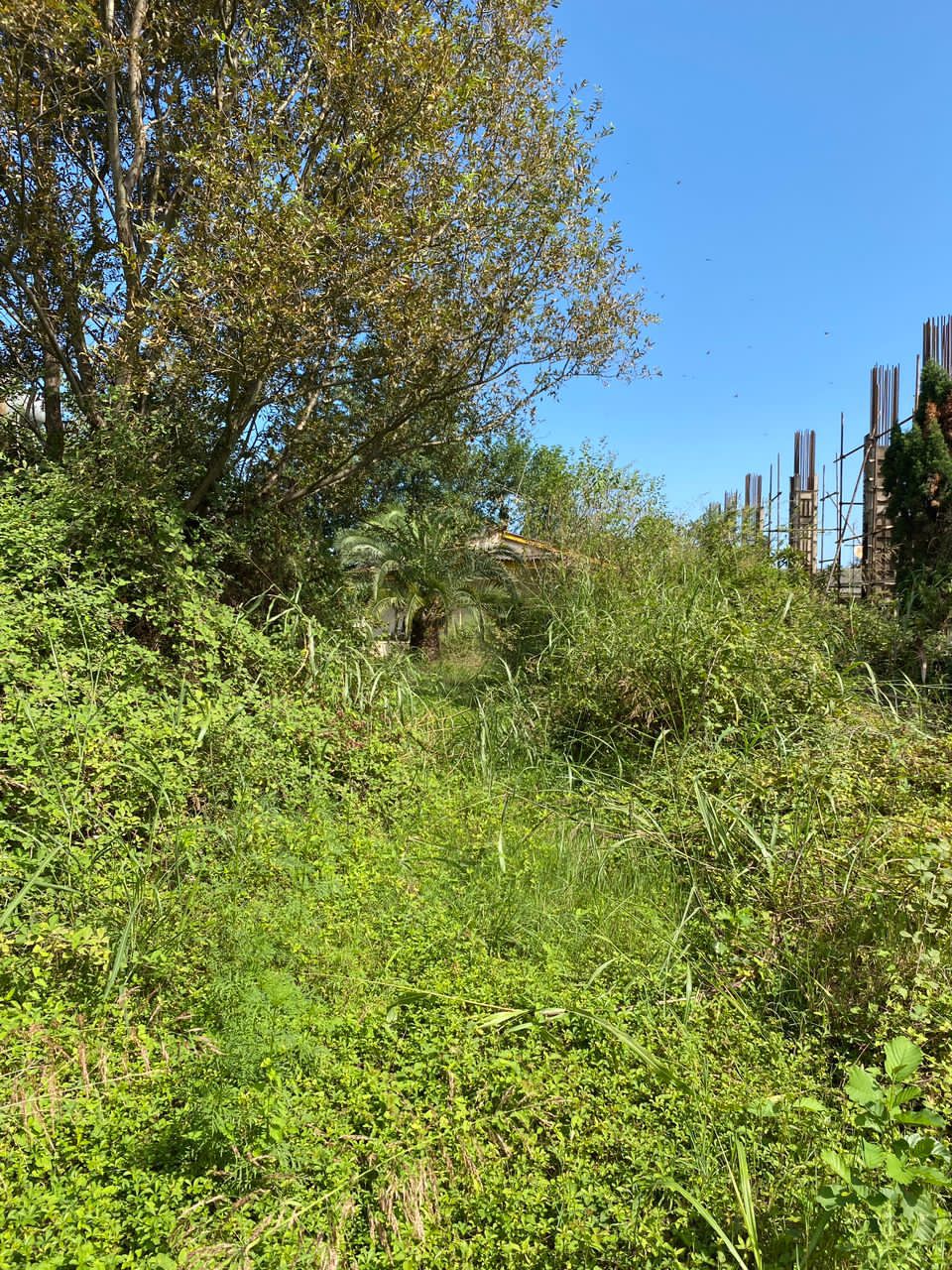 زمین 1000 متری شمالی جنوبی ملکار 