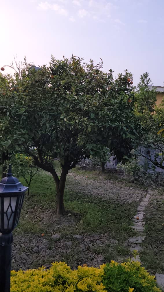 ویلا باغ 480 متری سیاهرود