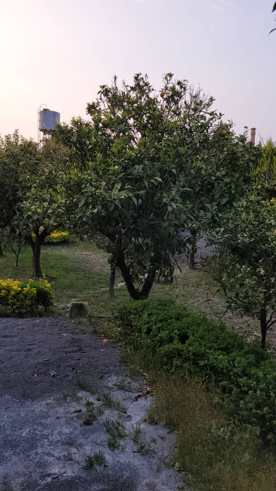 ویلا باغ 480 متری سیاهرود