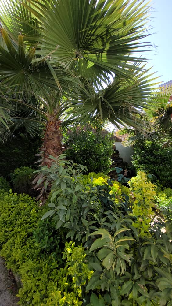 ویلا باغ 500 متری  شهرکی منطقه رویان